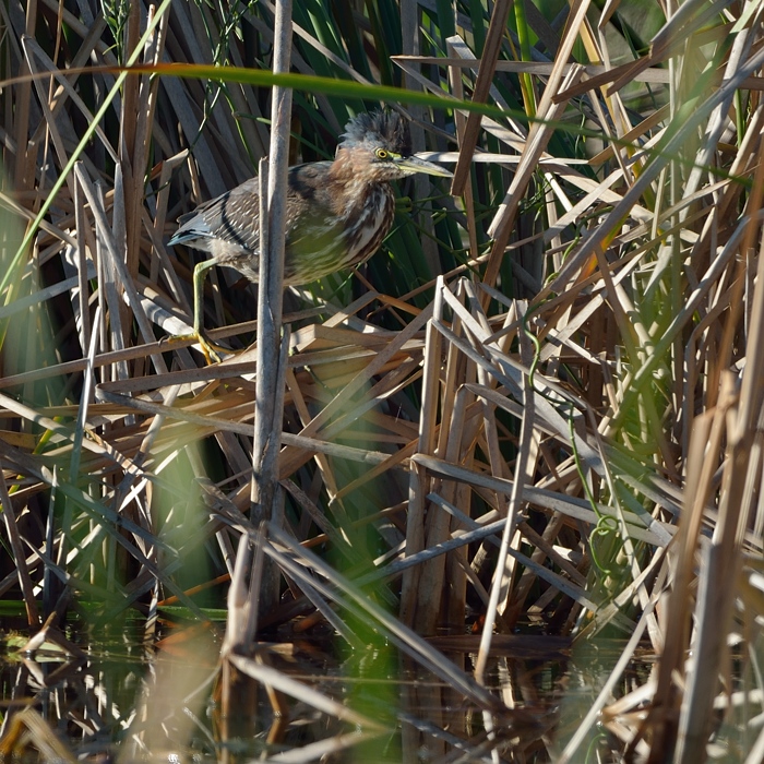 Groene Reiger